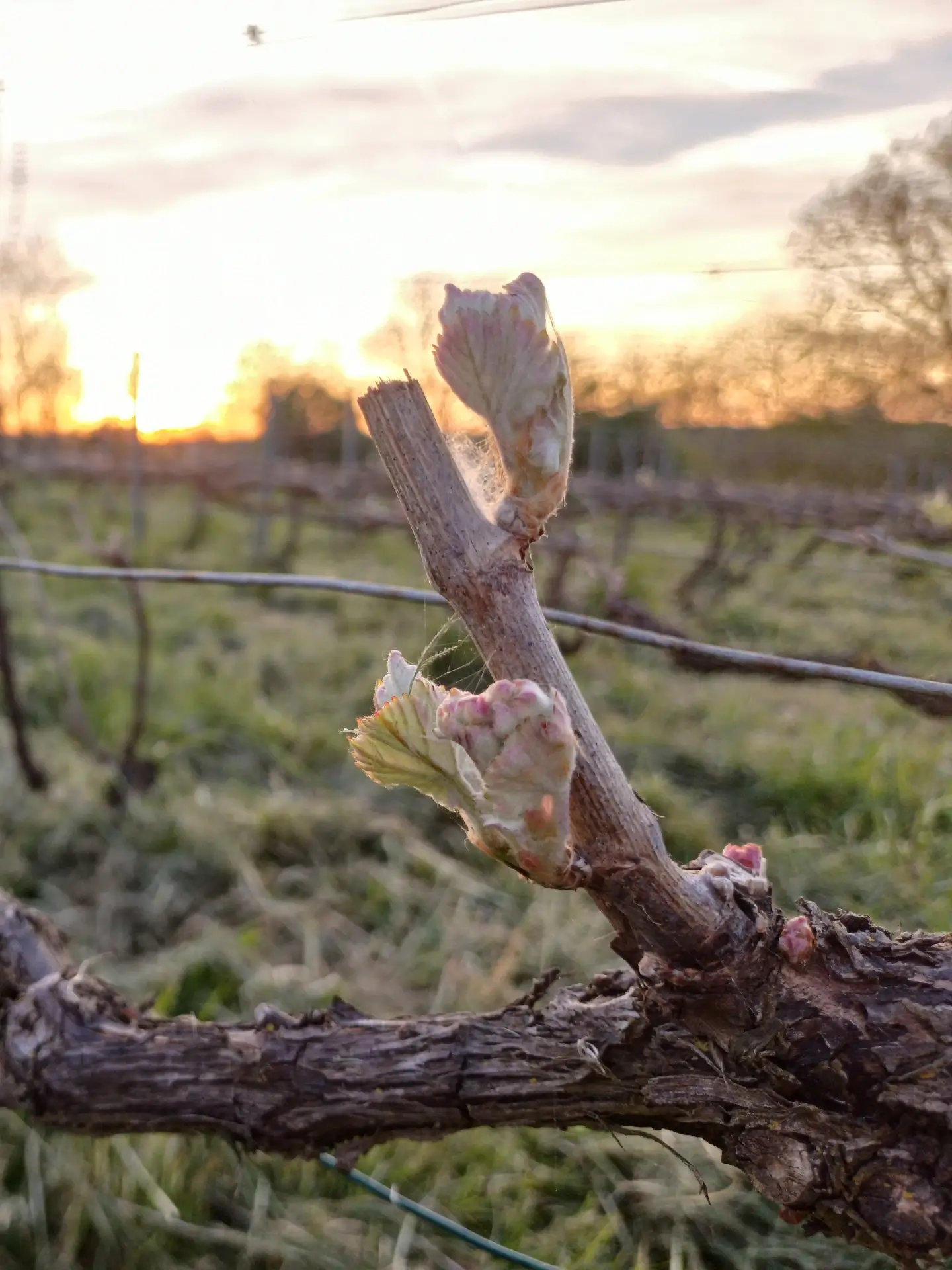 L’alliance du vin et le nature