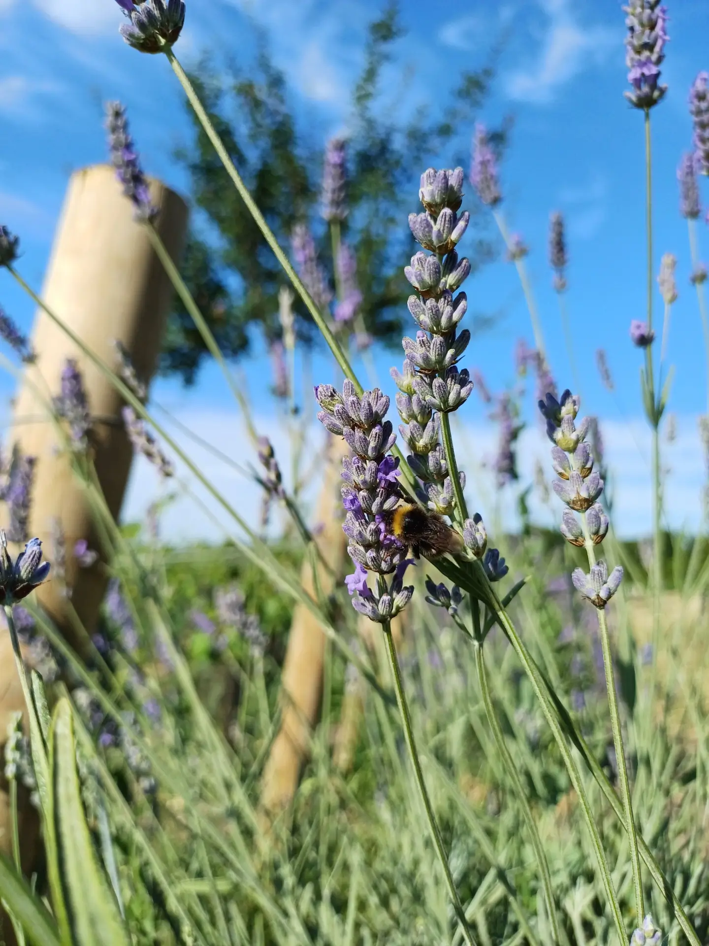 L’éclosion d’une vision